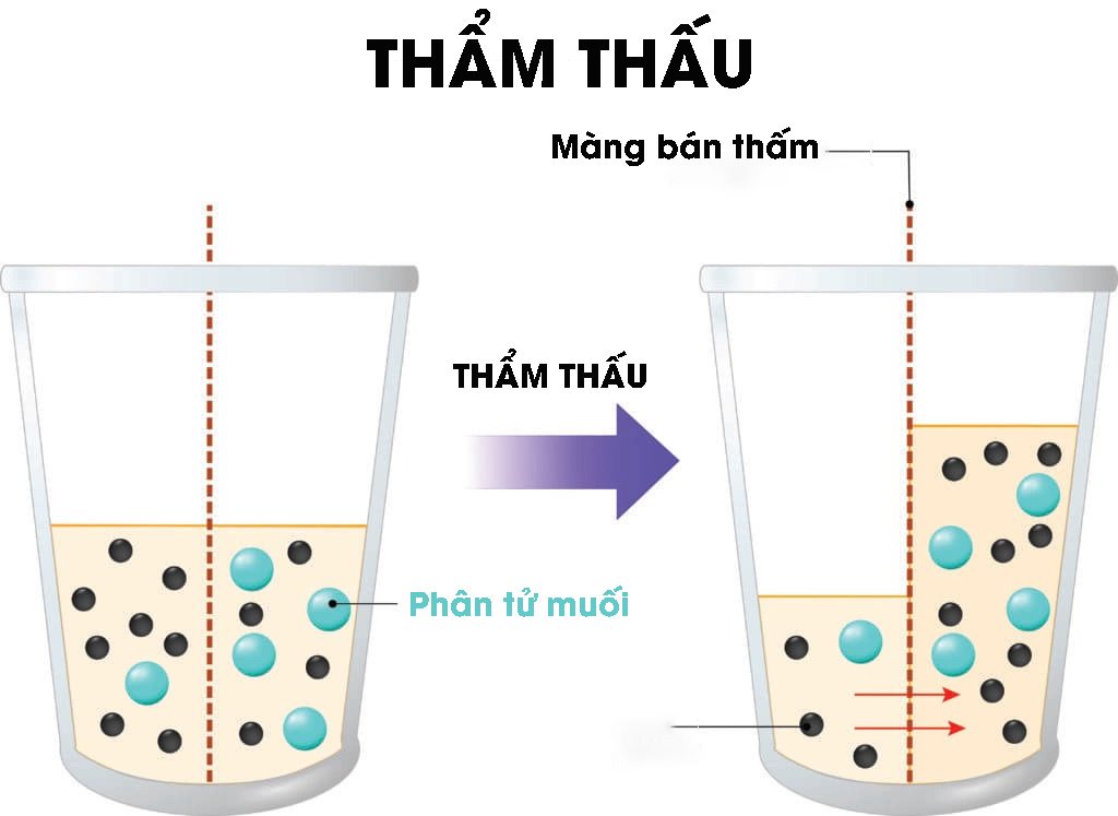 Áp suất thẩm thấu là gì